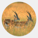 Search for gazelle stickers Colour image