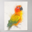 Search for sun conures art Cute