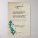 Search for lavender posters Botanical