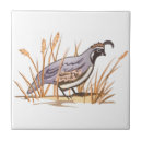 Search for quail tiles Nature