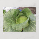 Search for leafy postcards Cabbage