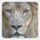 Search for male lion stickers Animal