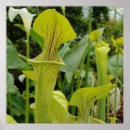Search for carnivorous posters Sarracenia