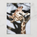 Search for giraffe face postcards Wildlife