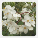Search for begonia stickers Nature