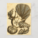 Search for algae postcards Sand dollar