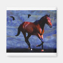 Search for stable magnets Stallion