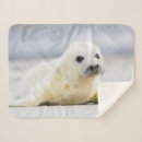 Search for seal blankets Nature