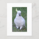 Search for galahs postcards Animals