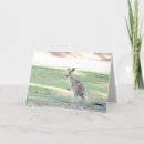 Search for joey cards Kangaroo