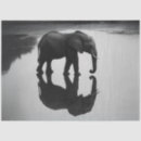 Search for conservation photography Elephant