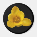 Search for crocus magnets Pretty