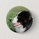 Search for border collie dog badges Canine photographer