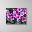 Search for daisy canvas prints Photography