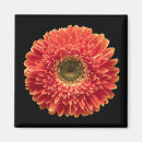 Search for orange gerbera magnets Flower