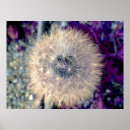 Search for dandelion posters Dream