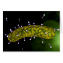 Search for bacteriophage Endemic