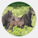 Search for mares stickers Friesians