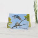Search for swallow cards Summer