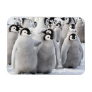 Search for pal magnets Friendship