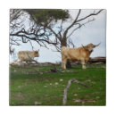Search for cow tiles Scottish