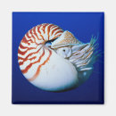 Search for nautilus magnets Ocean