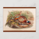 Search for bird hunt postcards Pheasant
