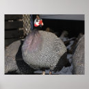 Search for fowls posters Poultry