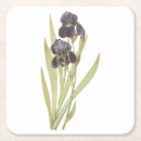 Search for bearded iris Blossom
