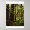Search for rain forests posters Olympic
