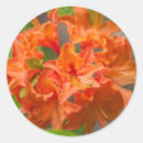 Search for azalea stickers Floral