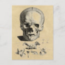 Search for skull bones cards Anatomy