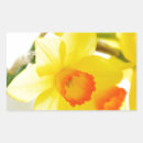 Search for narcissus stickers Nature