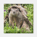 Search for groundhogs magnets Woodchuck