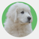Search for fluffy dog stickers Puppy