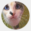 Search for big blue eyes stickers Animal