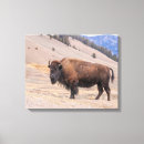 Search for bison canvas prints Buffalo