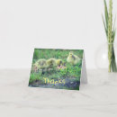 Search for wildlife photography cards Canada goose