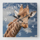 Search for giraffe face posters Mammal