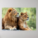 Search for lion and lioness posters Nature