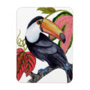 Search for toucans magnets Jungle