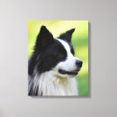 Search for border collie dog canvas prints Photography