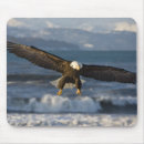 Search for haliaeetus mouse mats Eagle