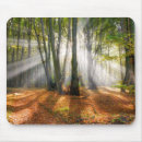 Search for beech mouse mats Forest
