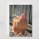 Search for cute rooster cards Poultry