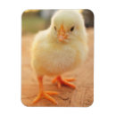 Search for chick 1 magnets Bird