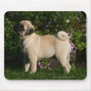 Search for fawn pug mouse mats 12 weeks