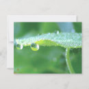 Search for drop leafs postcards Nature