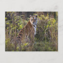 Search for bengals postcards Nature