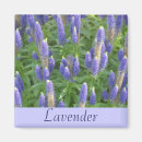 Search for scents magnets Purple